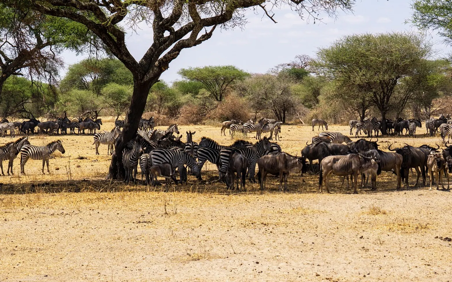 Wildebeests, zebra and tanzania
